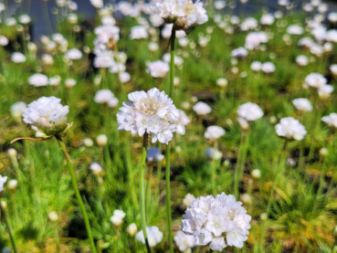 Staude Armeria maritima weiße Gasnelke